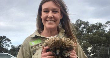 Mulligans Flat keen to nail echidna count - with polish