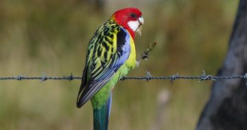 Rosellas are Canberra's own festive flash mob