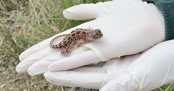 New Tidbinbilla enclosure becomes a 'house of the dragon' (well, the cute earless ones)