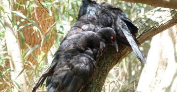 Across Canberra's suburbs, choughs are sociable, cheery kidnappers
