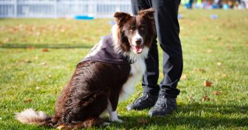 Canberra's biggest dog walk turns 30