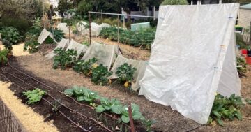 Notes from the Kitchen Garden: keep the veggies coming during winter
