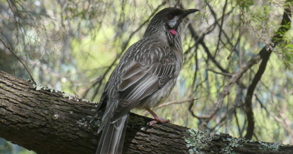 Take it as red: This little bird with a big sound has a quirky history