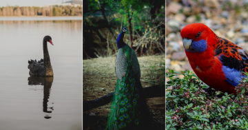 QUIZ: Which bird (that you might see in Canberra) shares its name with a colourful Australian political leader?