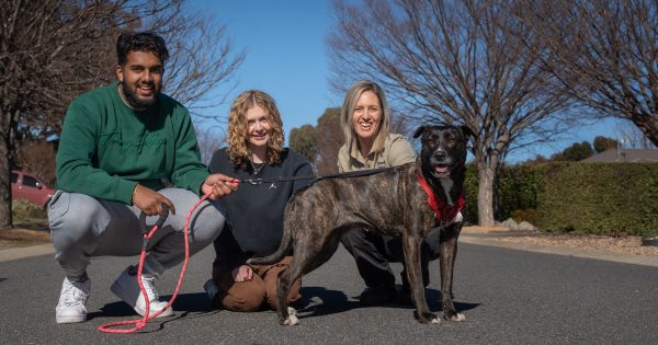 After a record 259-day stay in the pound, Aero finds her forever home