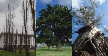 QUIZ: How tall is the ACT's tallest tree?