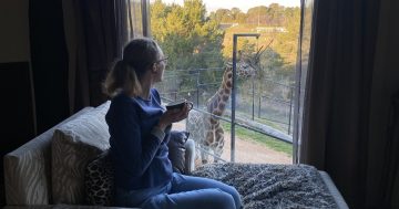 Canberra’s wildest accommodation: inside Jamala Wildlife Lodge