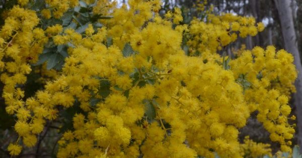 Is the Cootamundra Wattle really our friend?