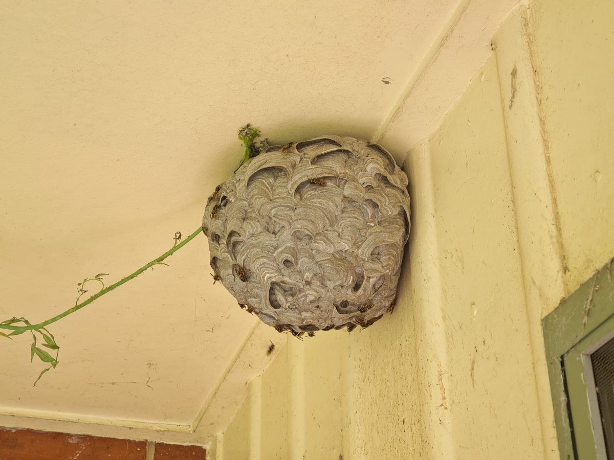 European wasp nest