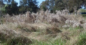 The time is right to clear snake-infested swamp, Gungahlin community group says