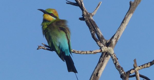 Rainbow bee-eaters are summer sky-jewels