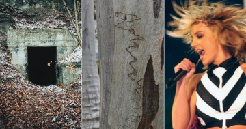 QUIZ: What are these marks on gum trees? Plus 9 other questions this week