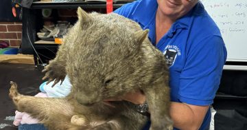 So, how do you save a drowning wombat? You call your mum