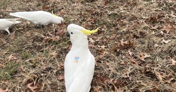 Why you're seeing painted dots on Canberra's clever cockatoos