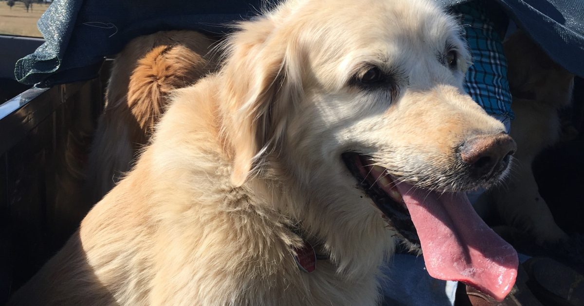 Here’s what Canberrans were naming their pets in 2023 My Gungahlin