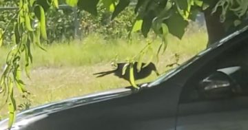 WATCH: Bird caught throwing stones at cars in Belconnen has biologists baffled