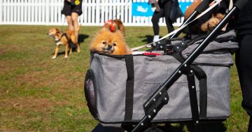 Grab your four-legged bestie for this year's Million Paws Walk