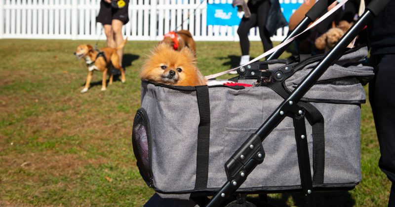 Grab your four-legged bestie for this year's Million Paws Walk