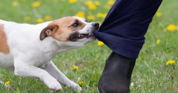 Worst Canberra suburbs for dog attacks on posties revealed