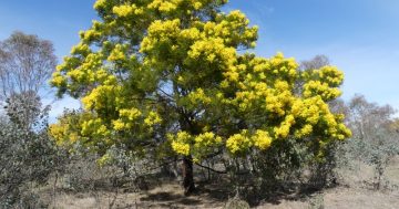 Wattle it be this year? So many beautiful trees to choose from