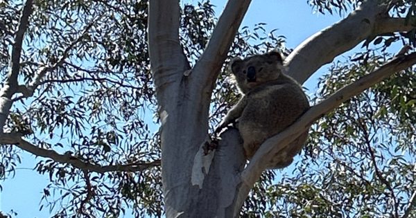 First wild koala sighting in years could put the brakes on new Gungahlin suburb