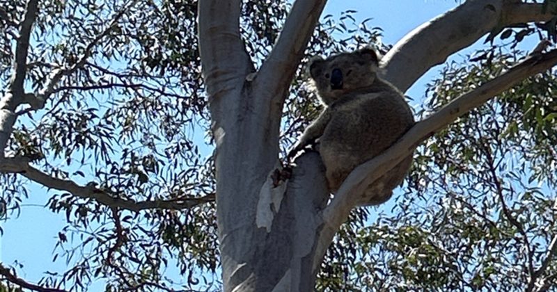 Dead koala found in neighbouring Taylor as Jacka surveys continue