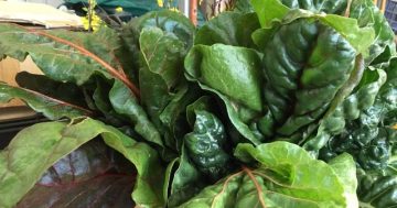 Changeable summer weather a boon for leafy greens