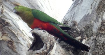 Red Gum and Yellow Box - the colours of our woodlands